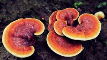 Medicinal Mushrooms-Part 2